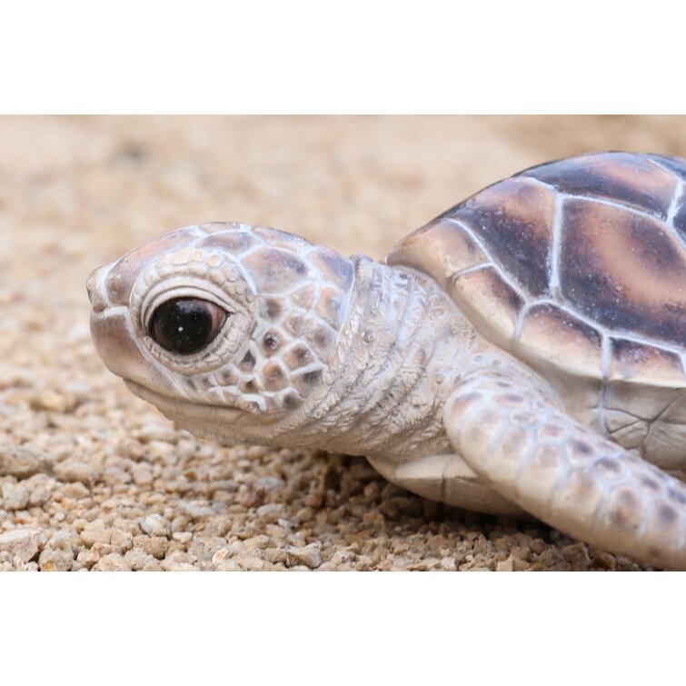 Small green discount turtles for sale